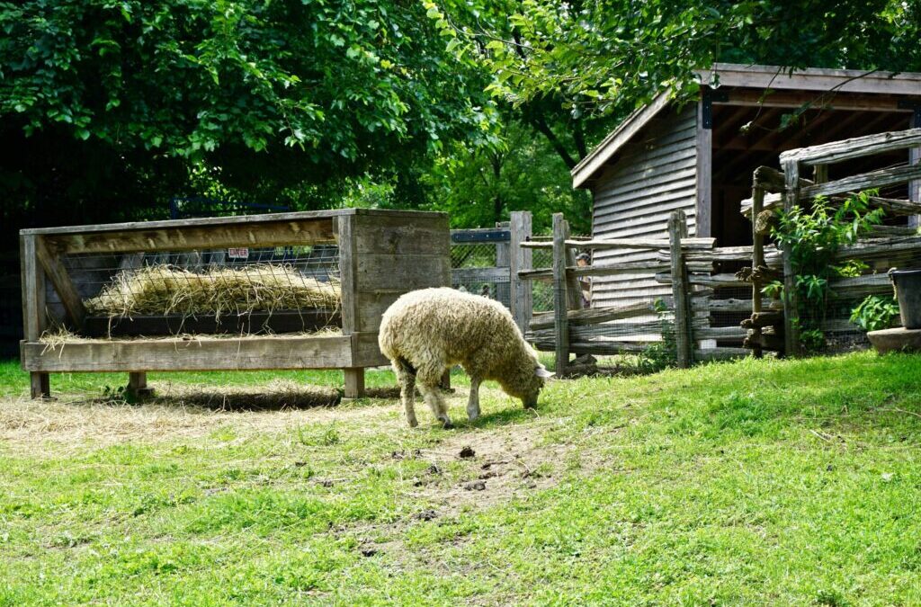 Pourquoi visiter une ferme pédagogique en Seine-et-Marne (77) ?