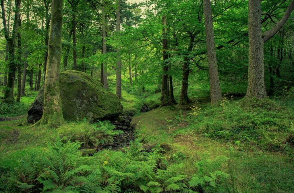 Explorer la magie des forêts enchantées
